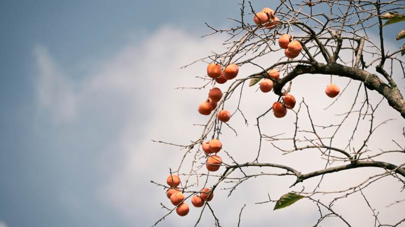 秋日柿子挂枝头图片