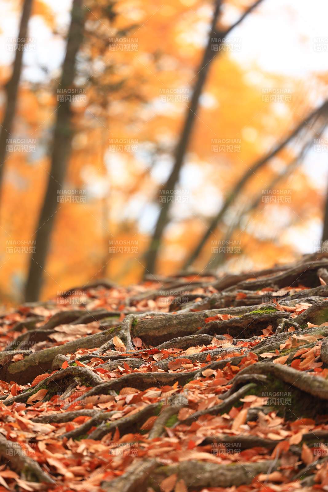 秋林落叶铺地图片