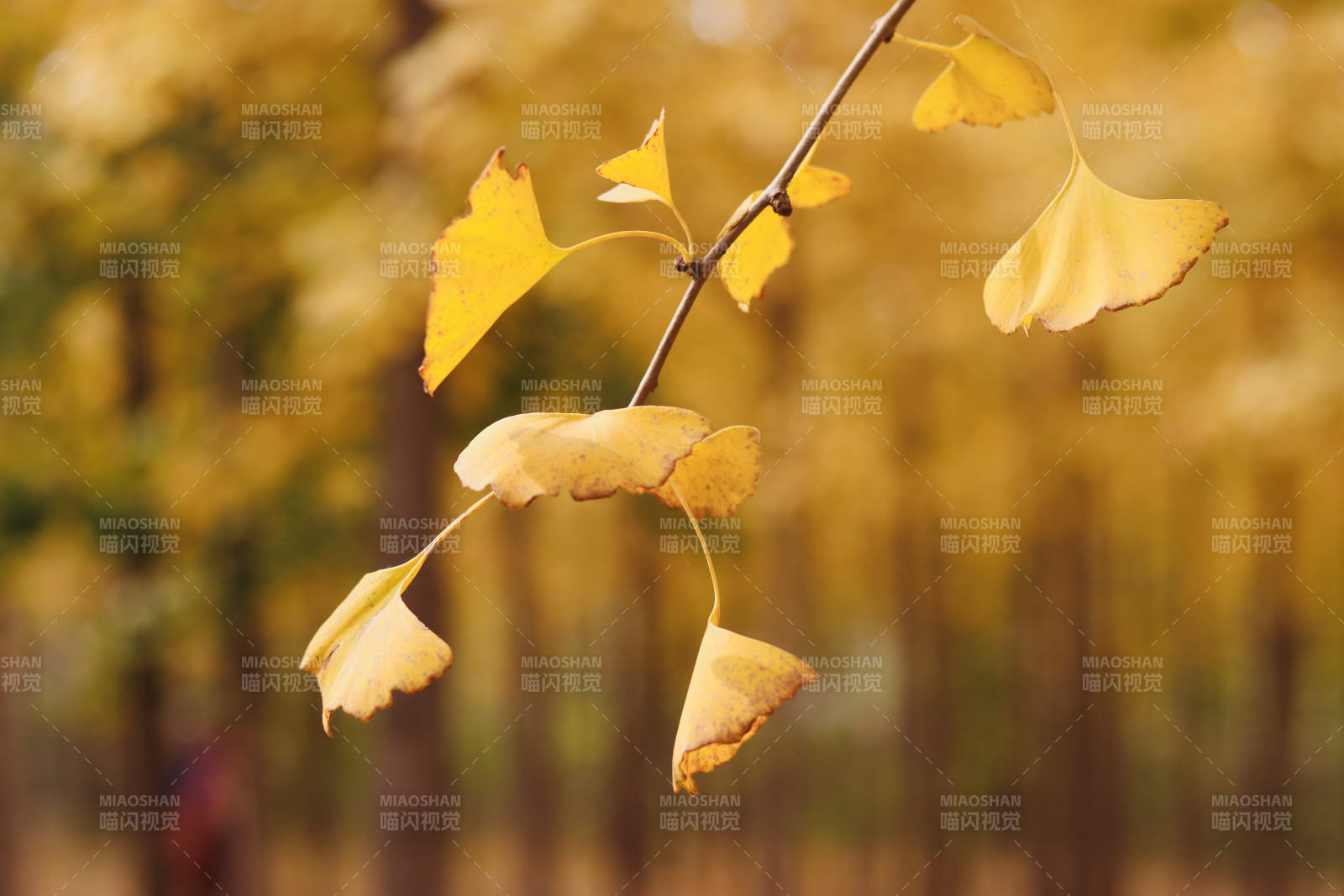 秋叶金黄 静谧之美图片