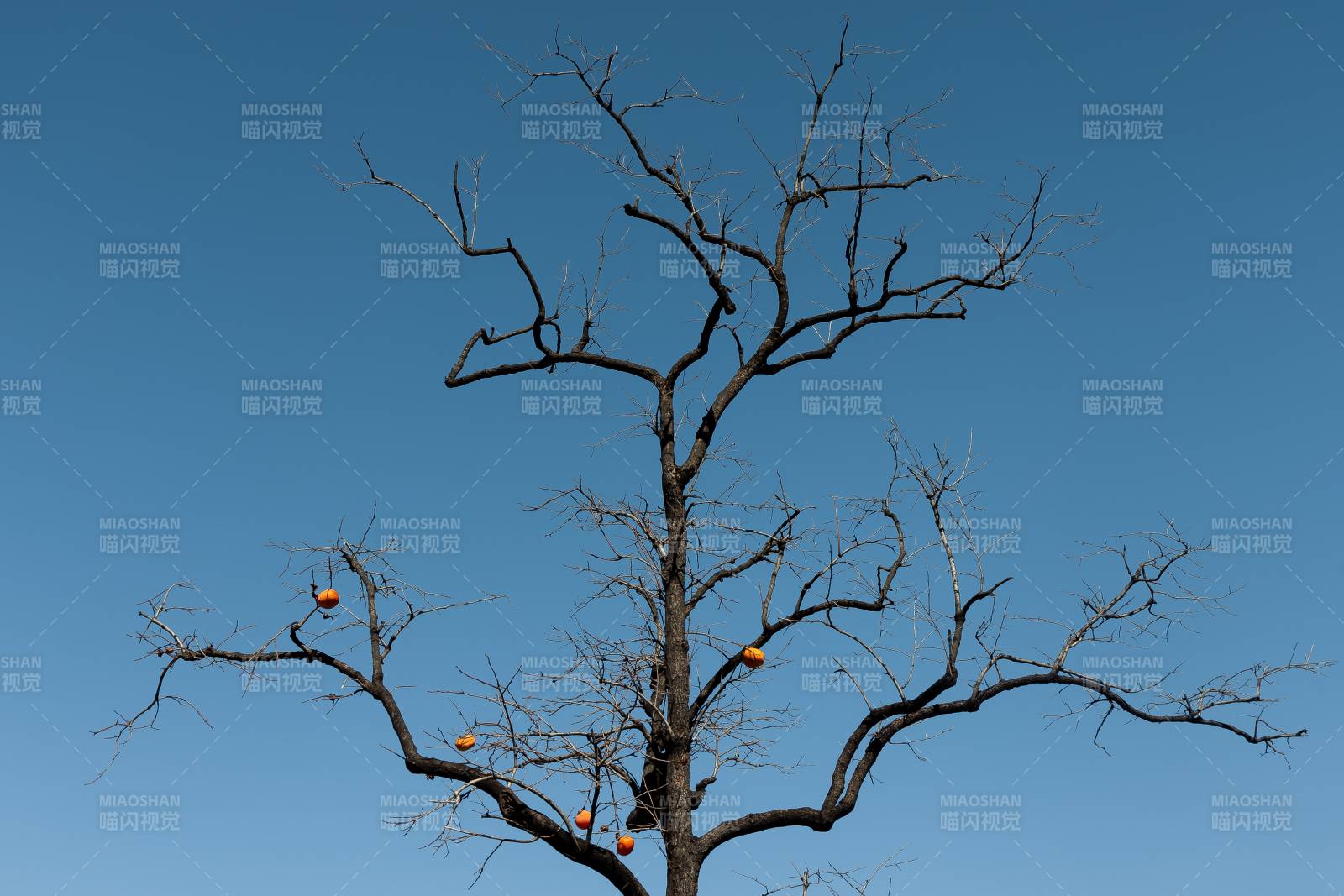 枯树挂果映蓝天图片