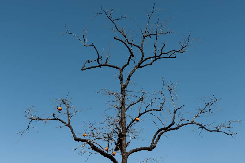 枯树挂果映蓝天图片