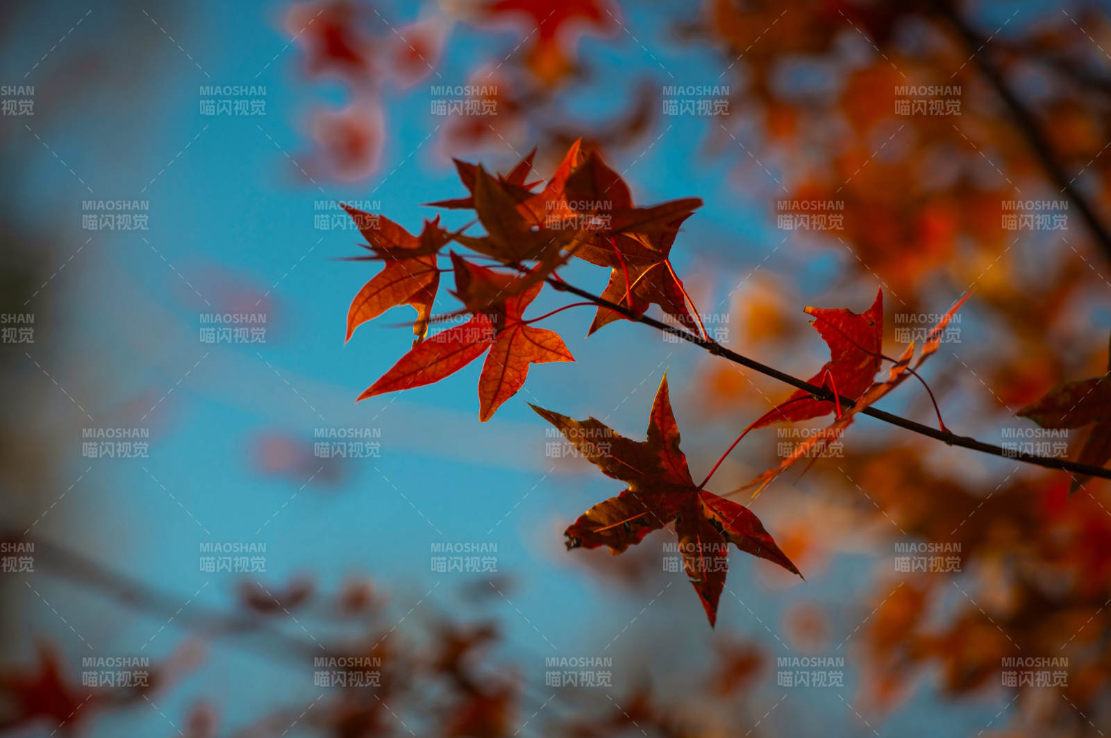 秋叶映蓝天图片