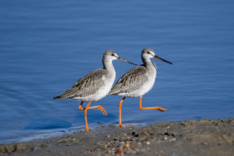 红脚鹬海边漫步图片