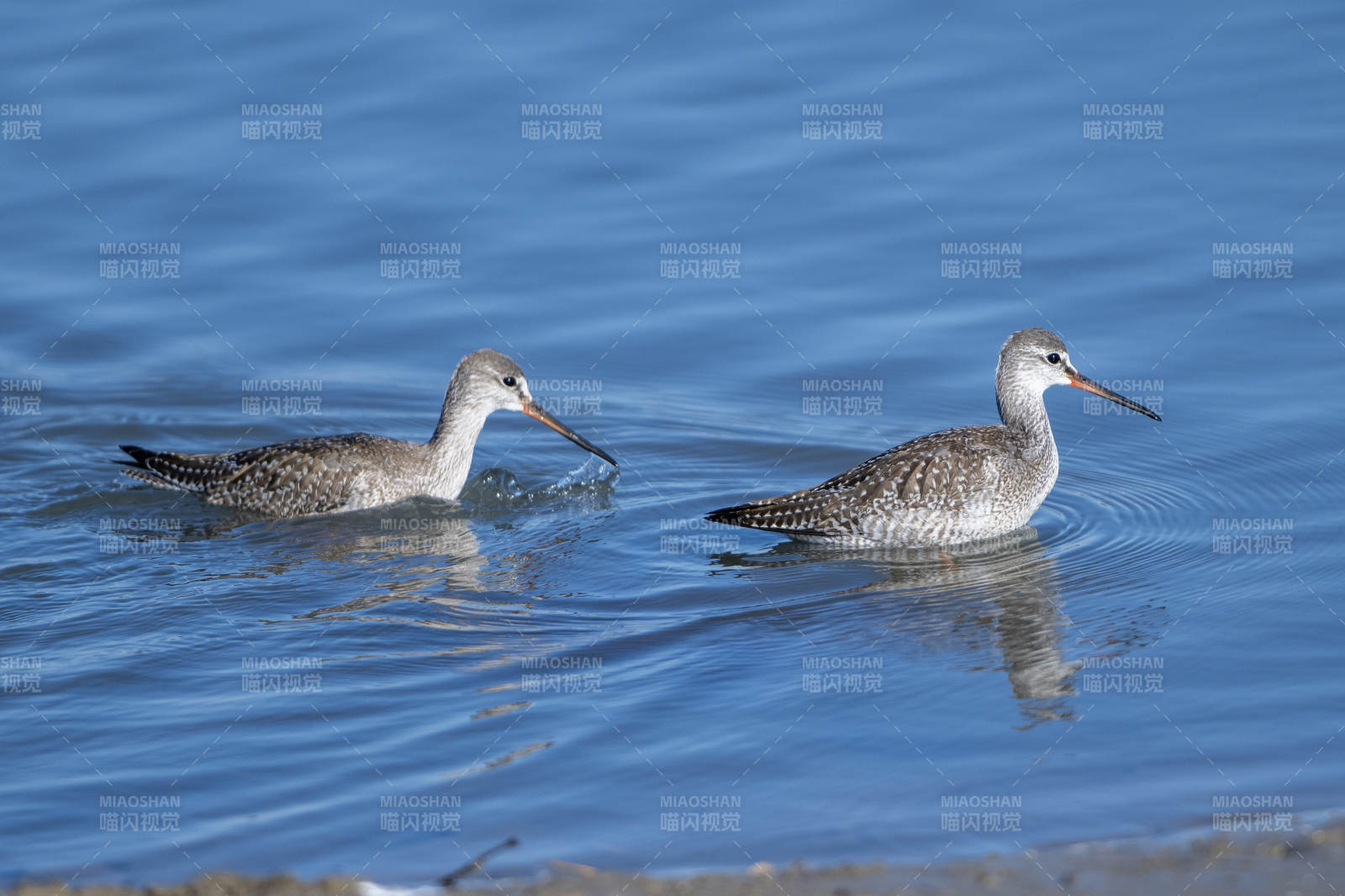 两只鹤鹬在水中捕食图片
