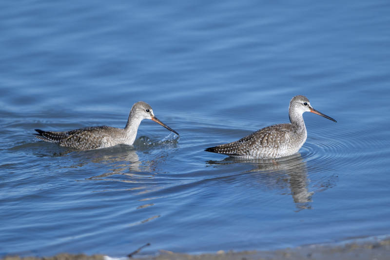 两只鹤鹬在水中捕食图片