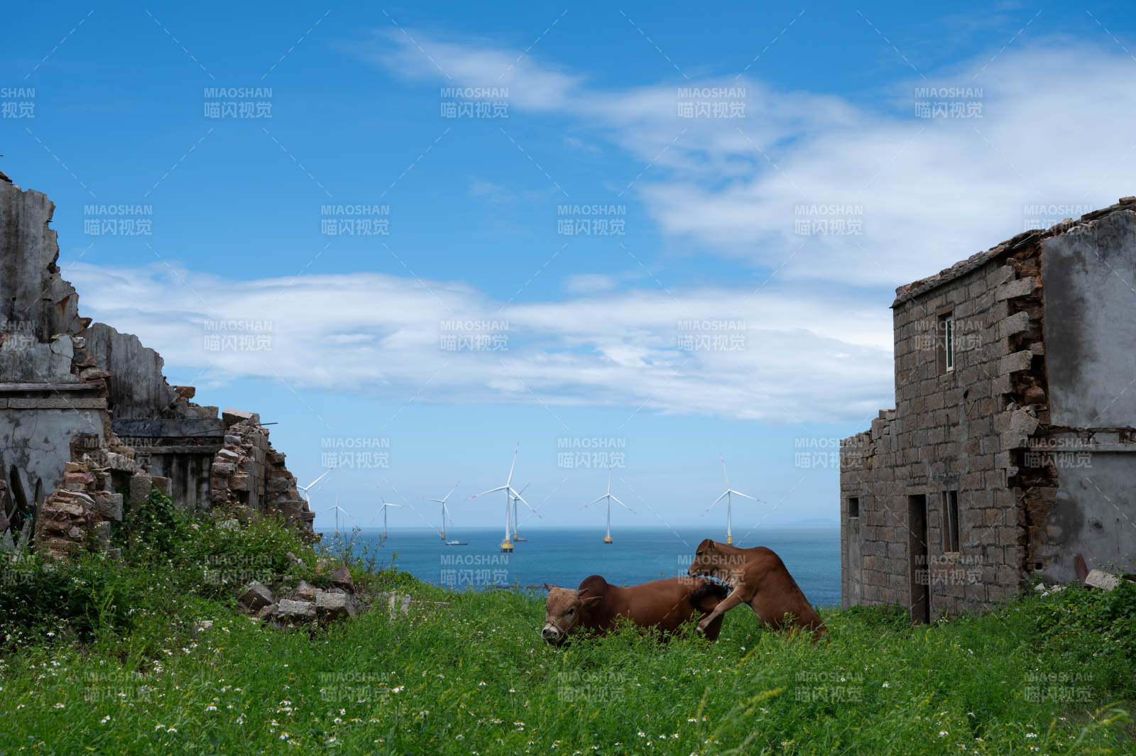 荒废建筑间的牛群图片