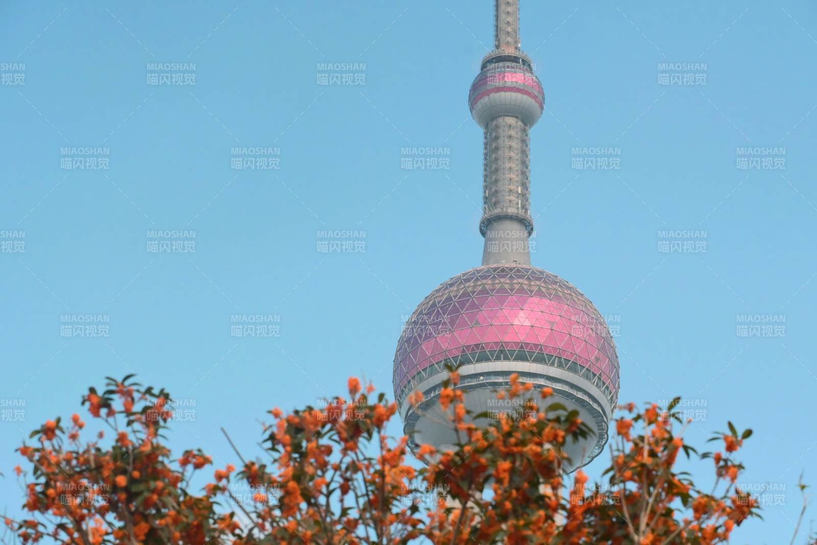 秋日金桂掩映下的东方明珠塔图片