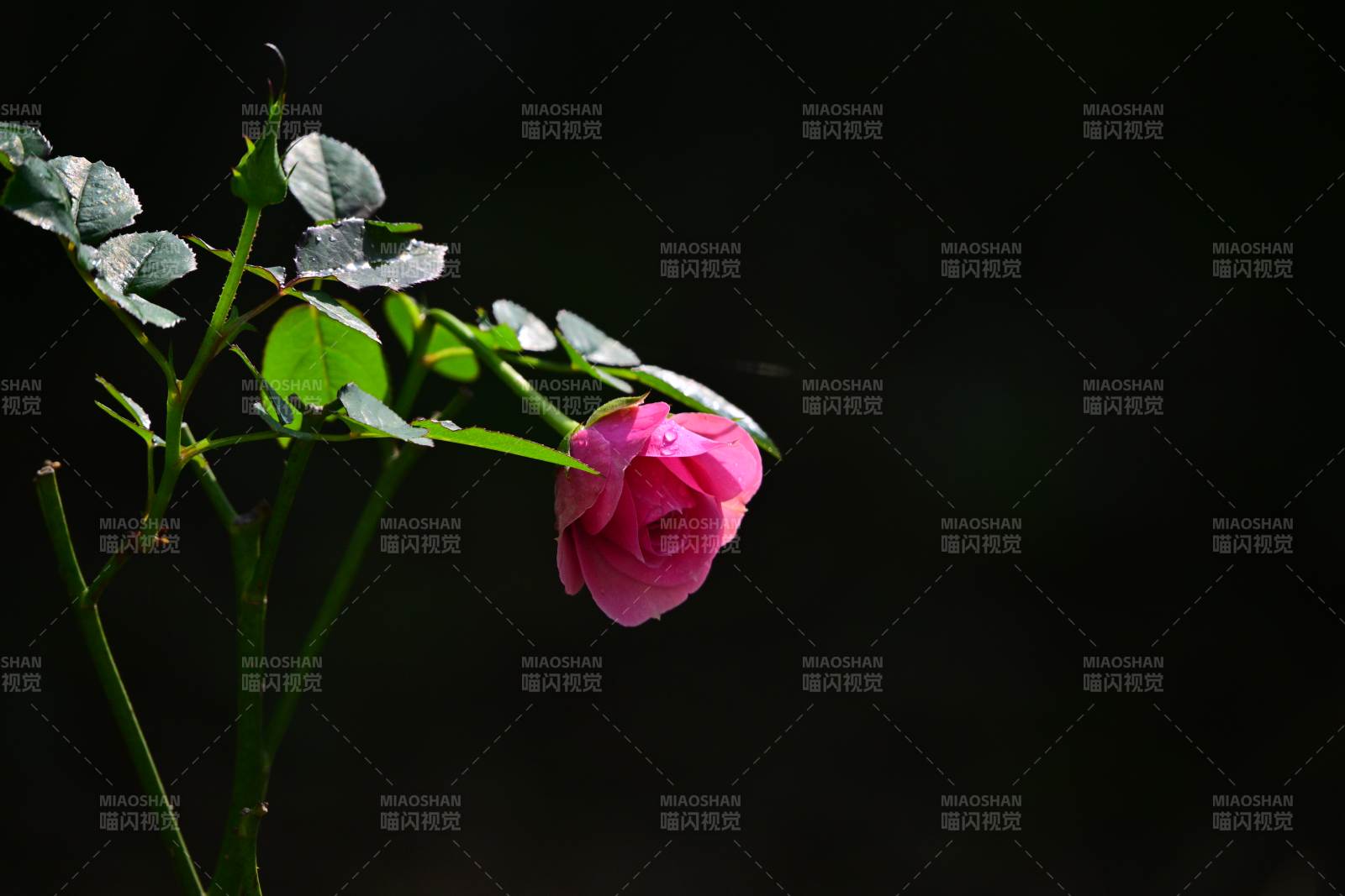 粉玫瑰静谧绽放图片