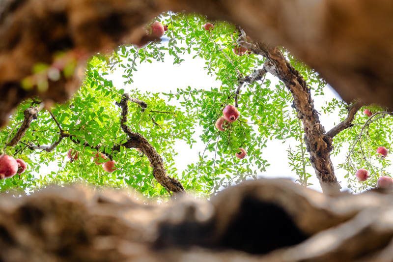 树洞望春景图片