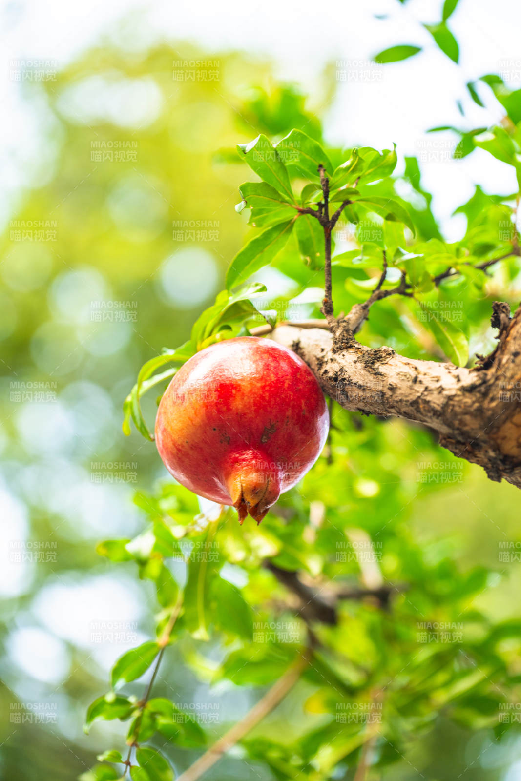 枝头红石榴图片