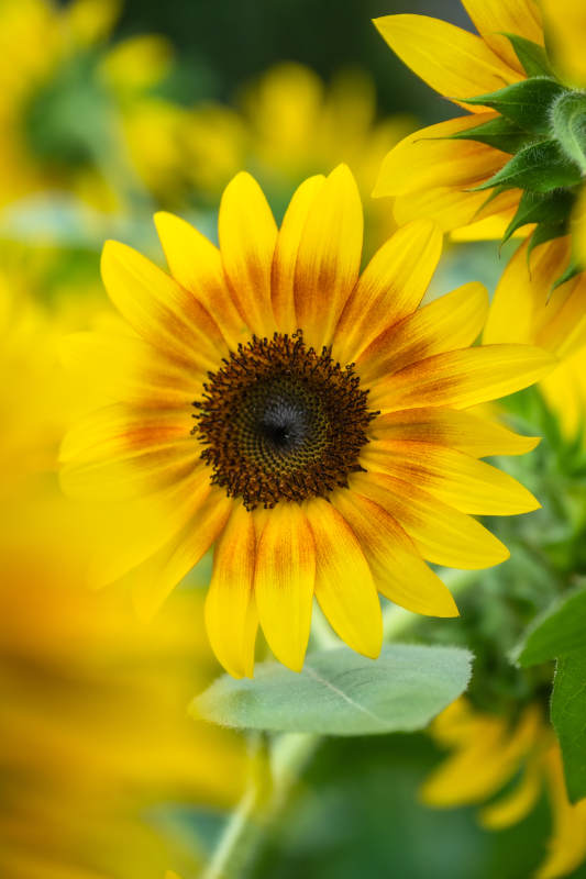 向日葵绽放图片