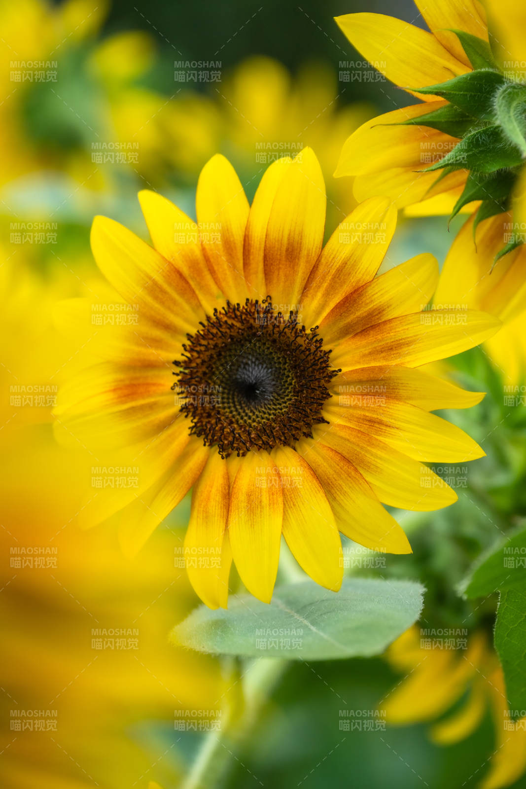 向日葵绽放图片