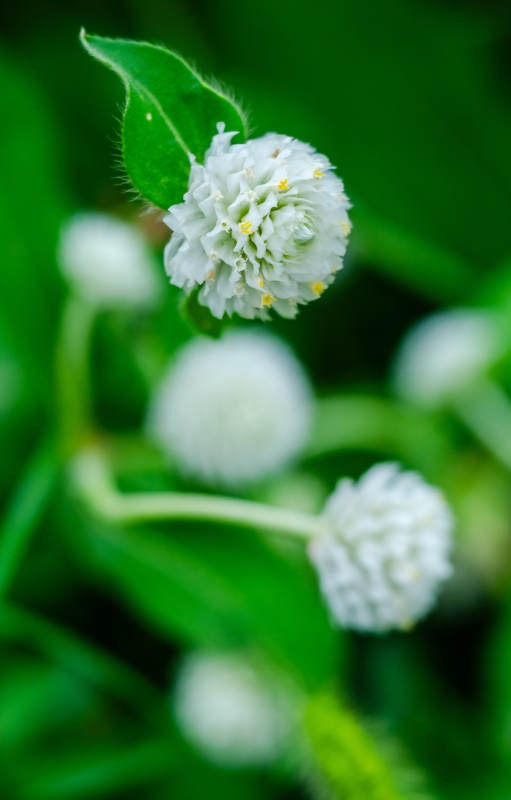 洁白绒球花图片