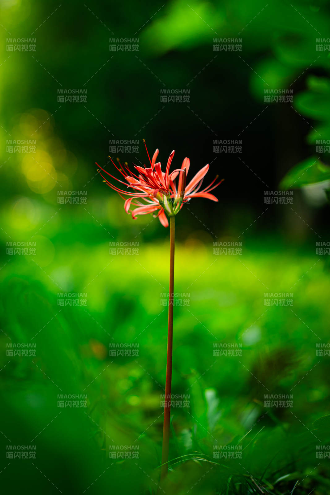 石蒜红花绿野图片