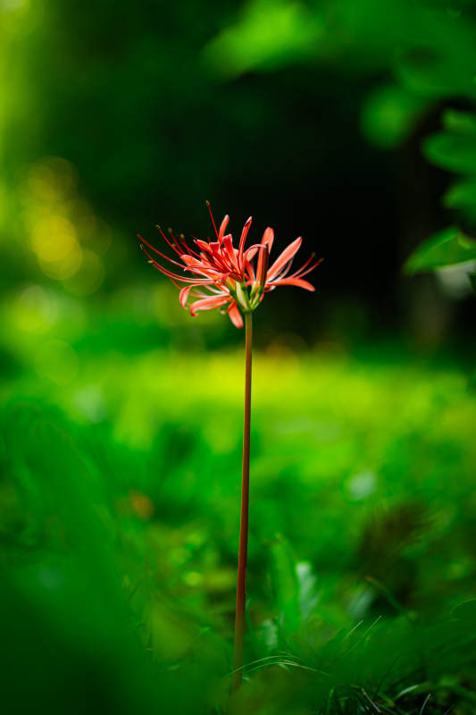 石蒜红花绿野图片
