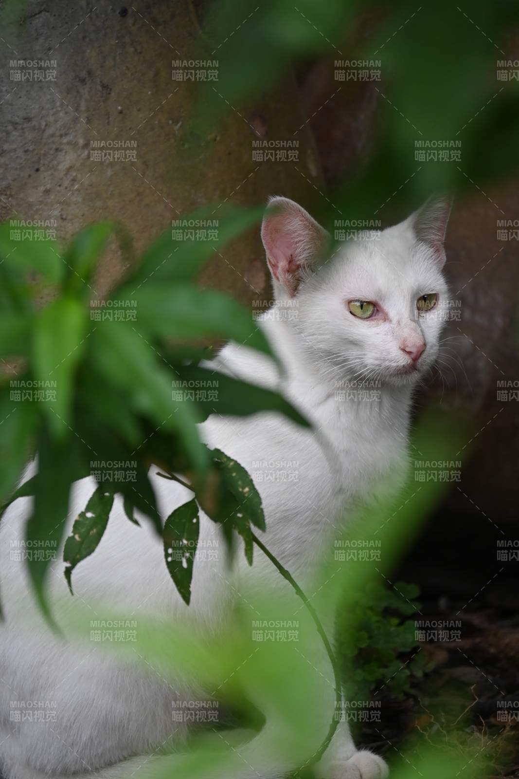 白猫绿叶间图片