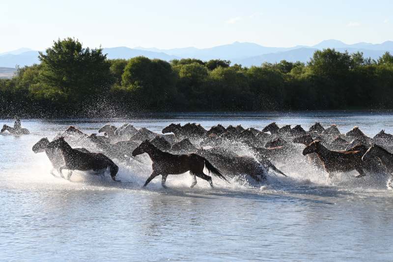 骏马奔腾水花飞溅图片
