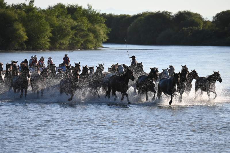 马群奔腾过河图片