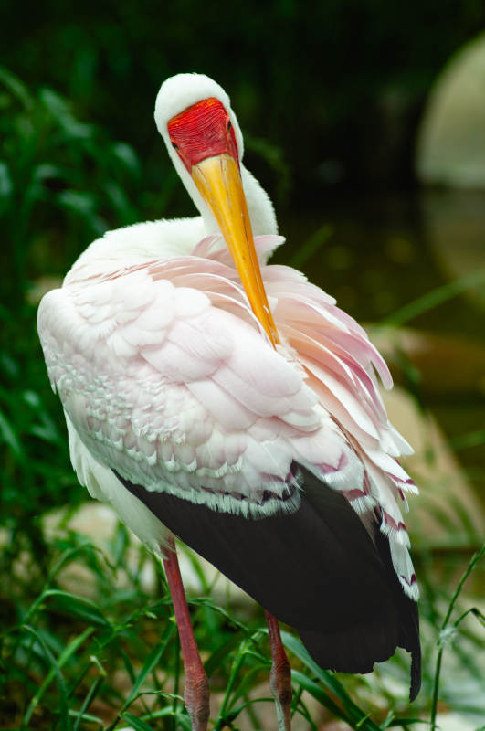 粉红鹳鸟静立绿丛图片