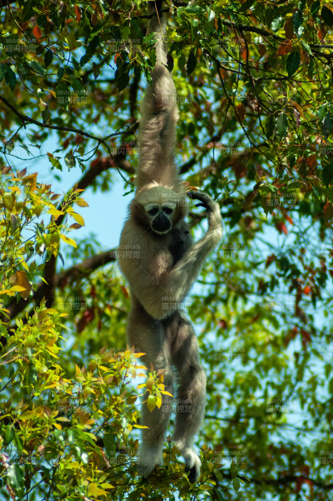 长臂猿树间荡漾图片