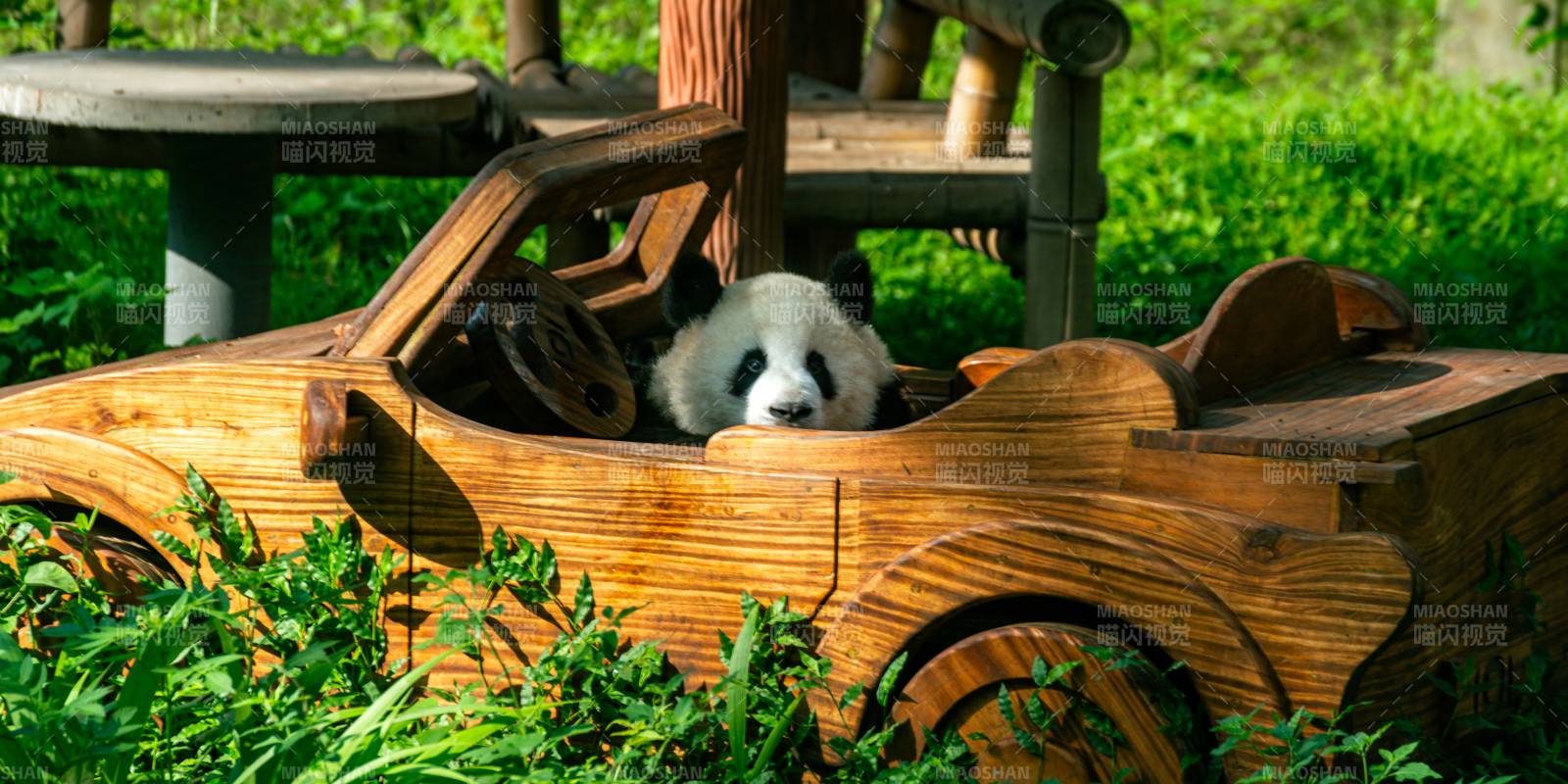 熊猫驾木车图片