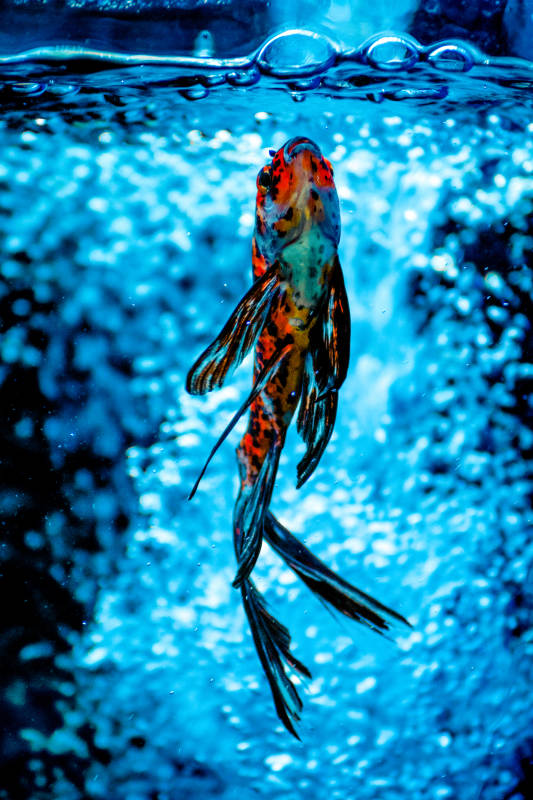 水中跃动的彩鱼图片