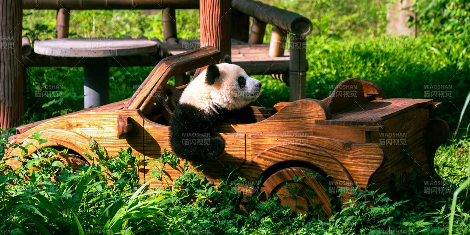 熊猫驾木车图片