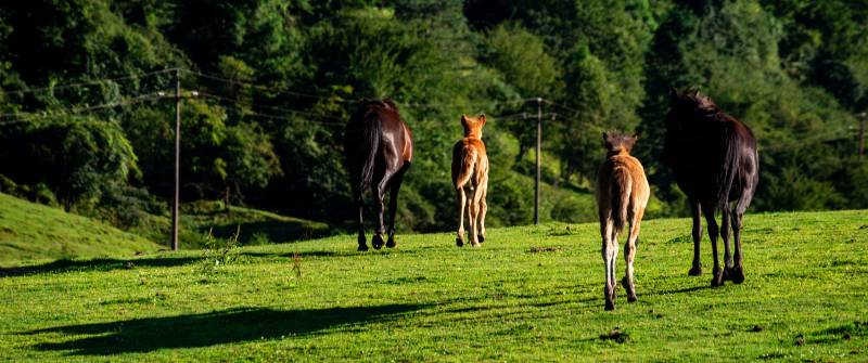 马群在绿野中奔跑图片