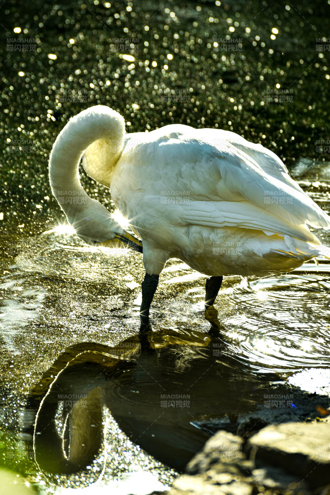 天鹅梳羽水波光图片