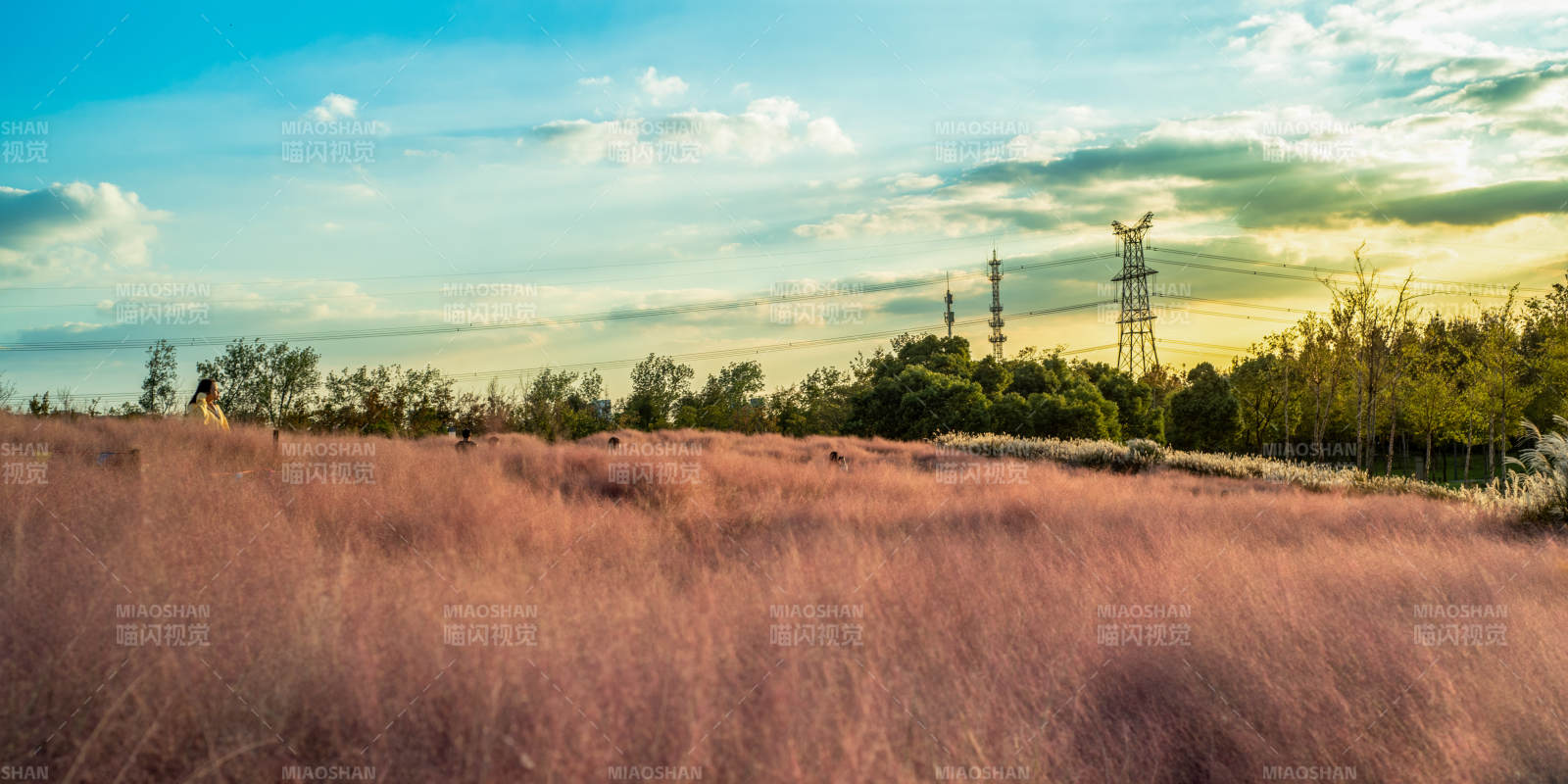 粉草映晚霞图片