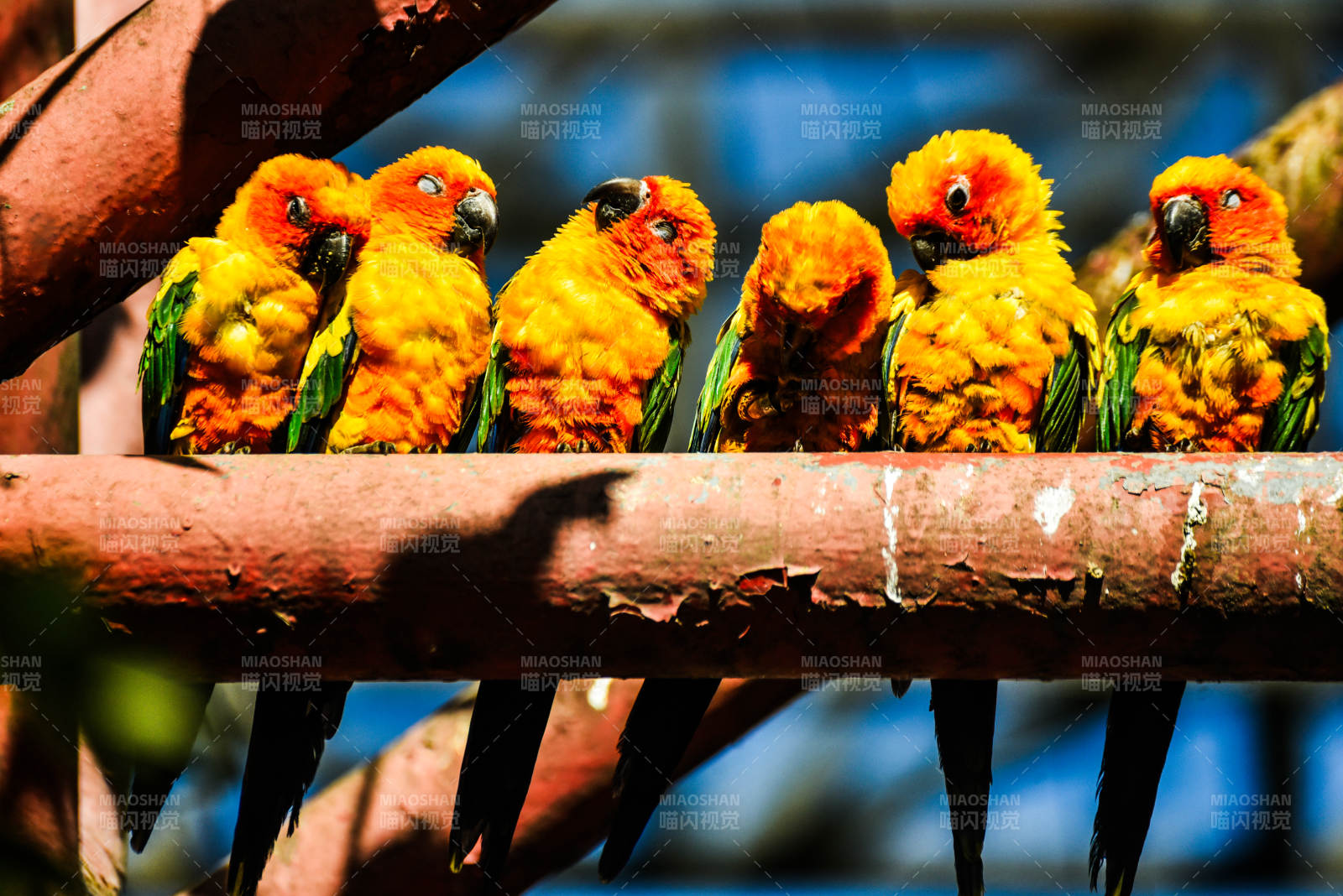 五彩鹦鹉栖枝头图片