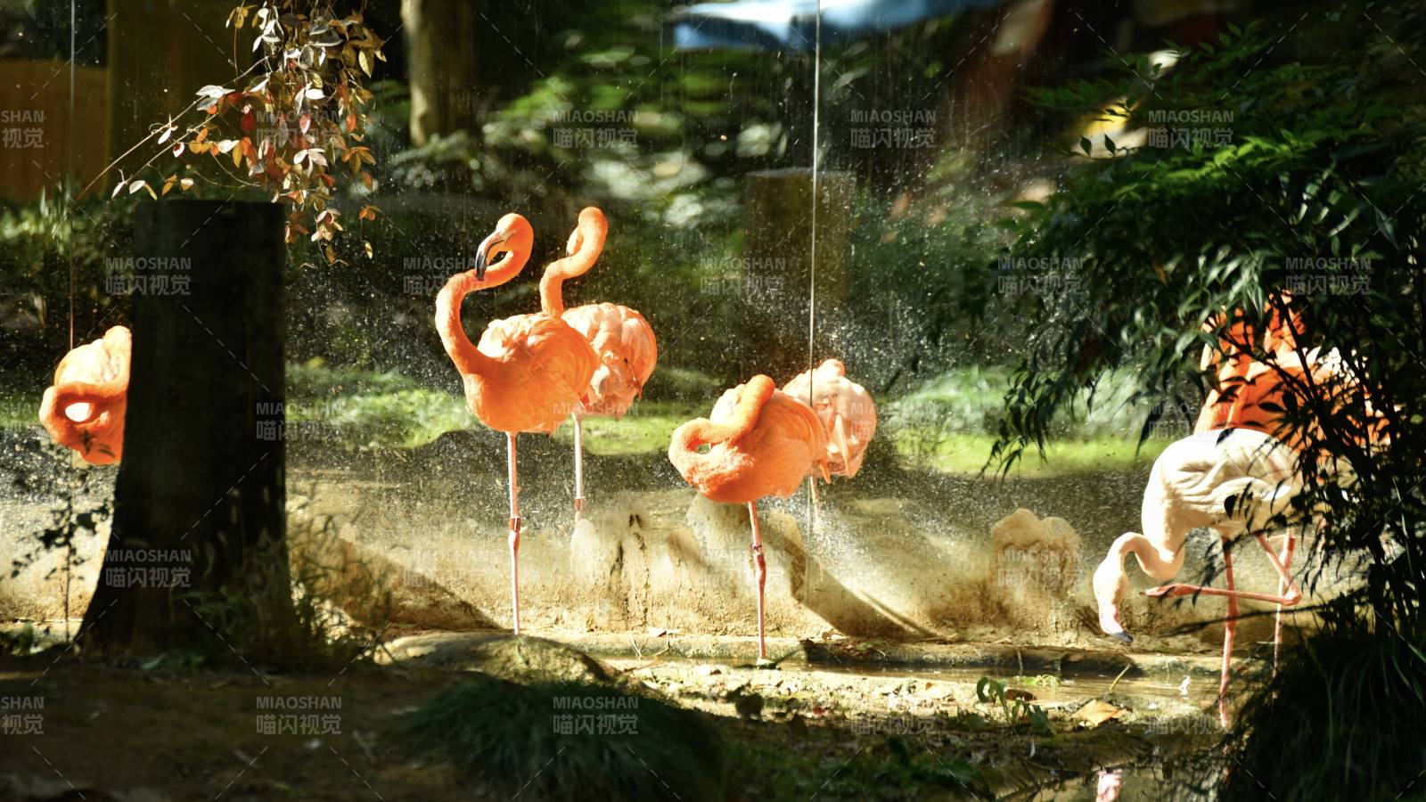 粉红火烈鸟戏水图片