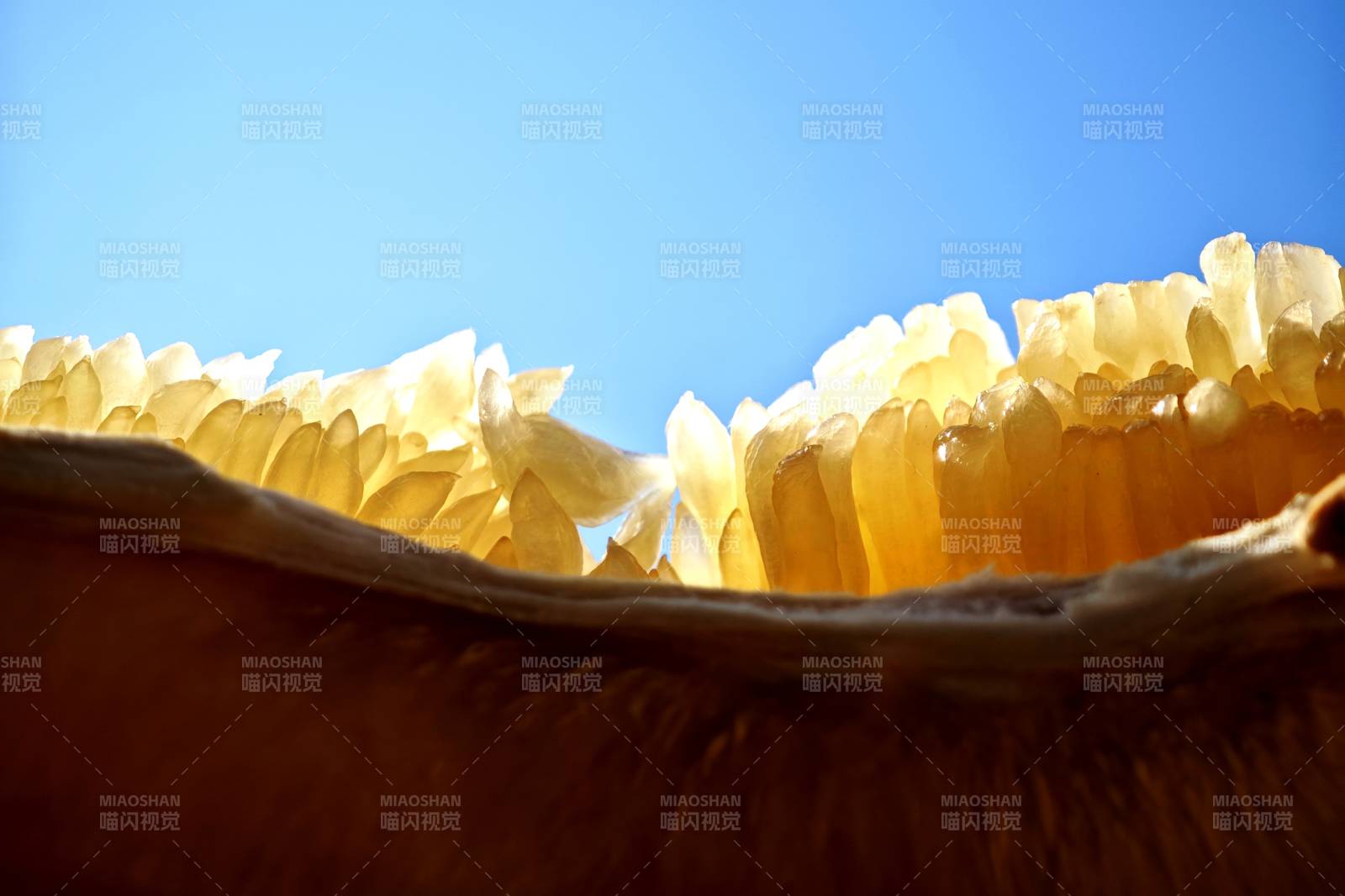 柚子果肉特写图片