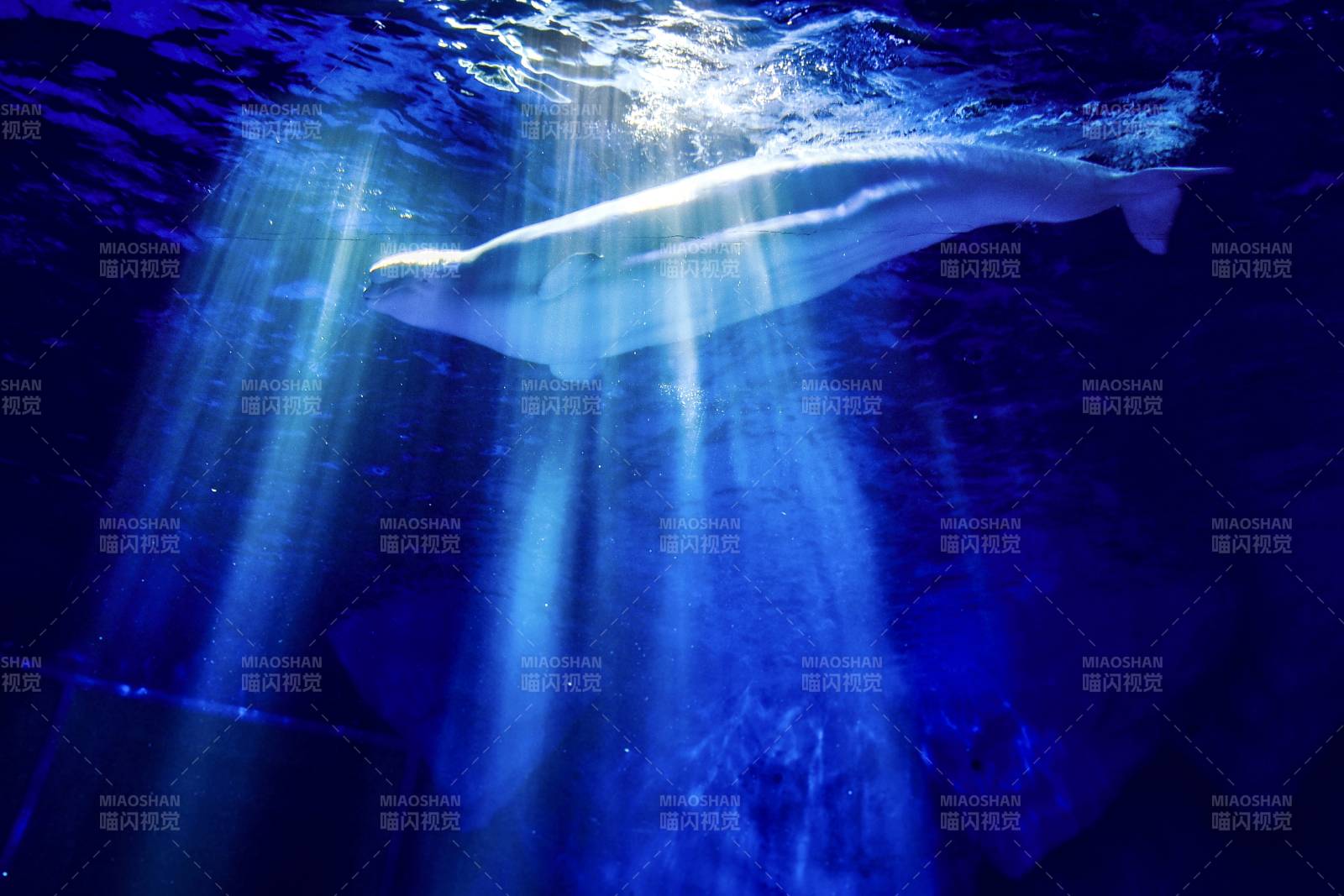水下白鲸游弋图片