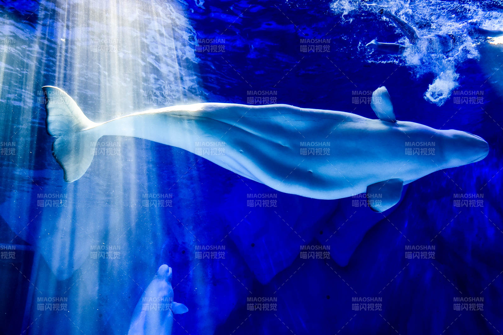 白鲸悠游深蓝图片