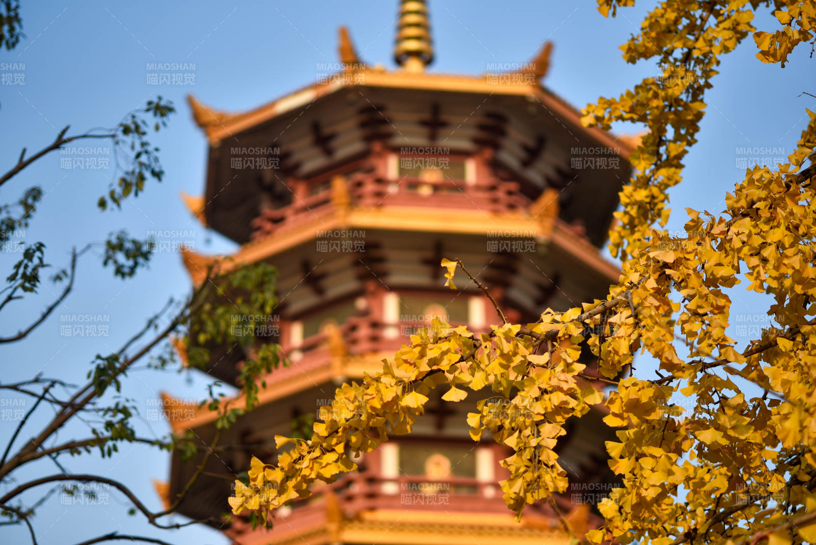 秋叶映塔影图片