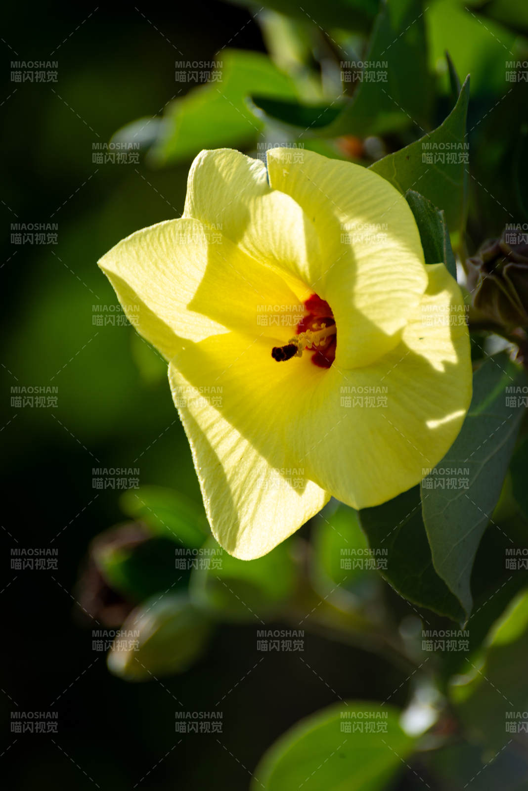 黄花绽放枝头图片