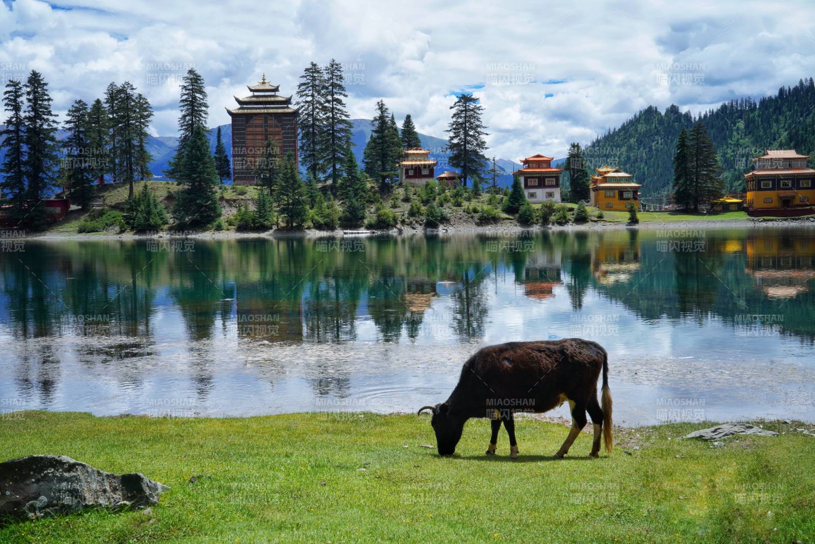 新龙措卡湖湖畔牛影静谧山居图片