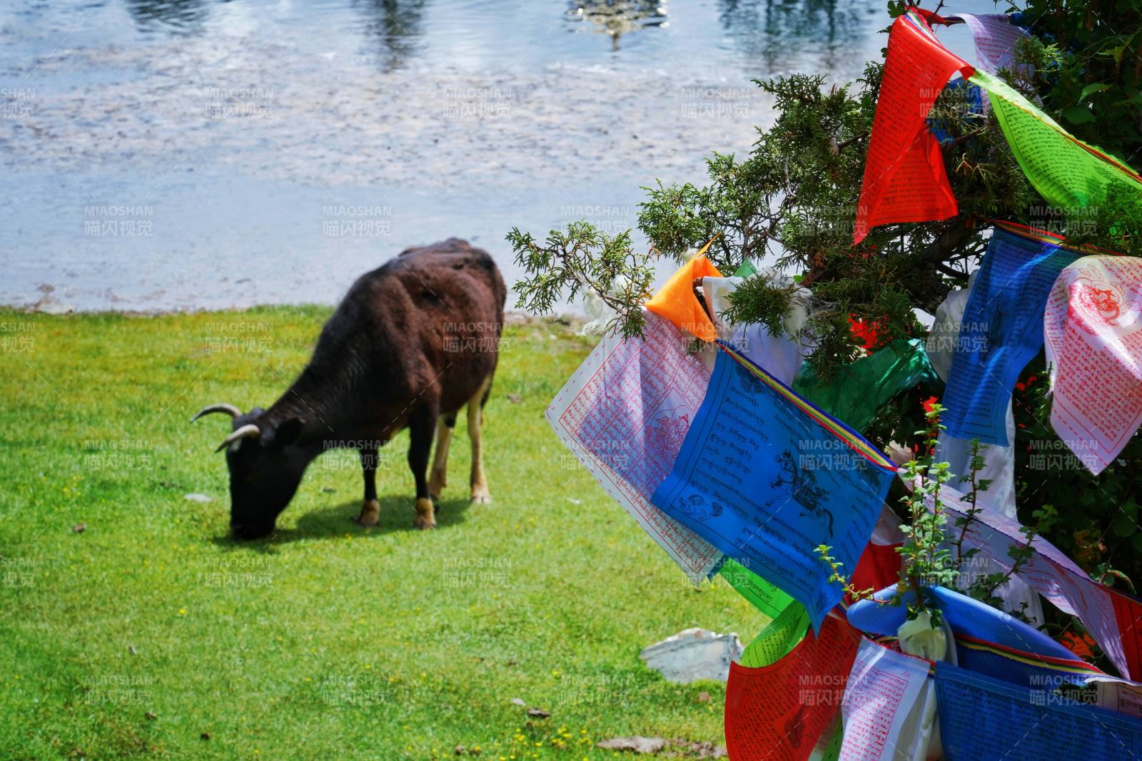 湖畔牛吃草 彩旗飘图片