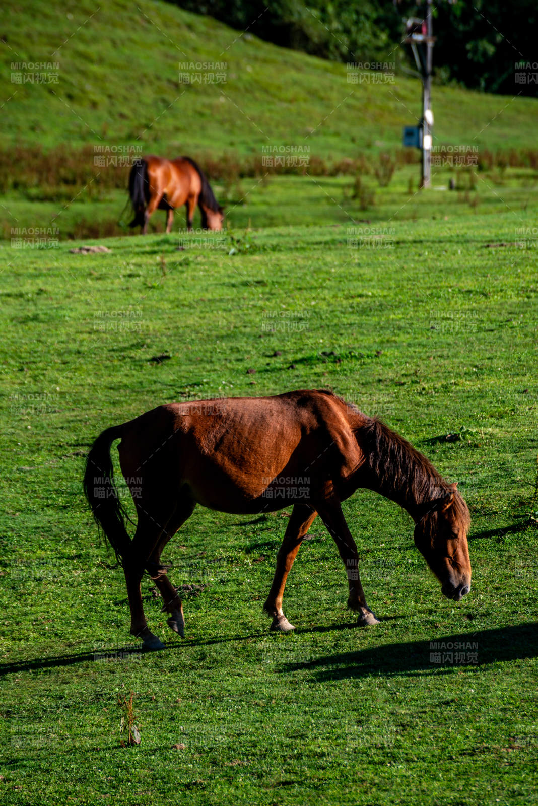 草原上的马儿在吃草图片