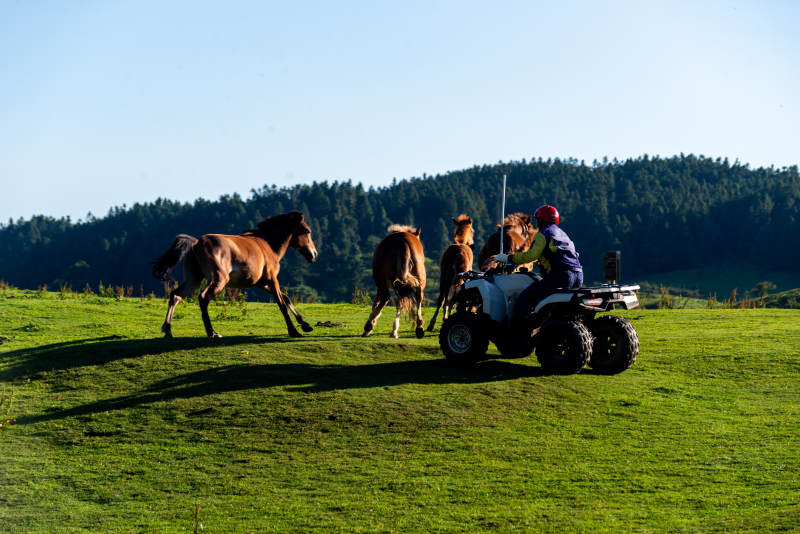 牧马人驱赶马群图片