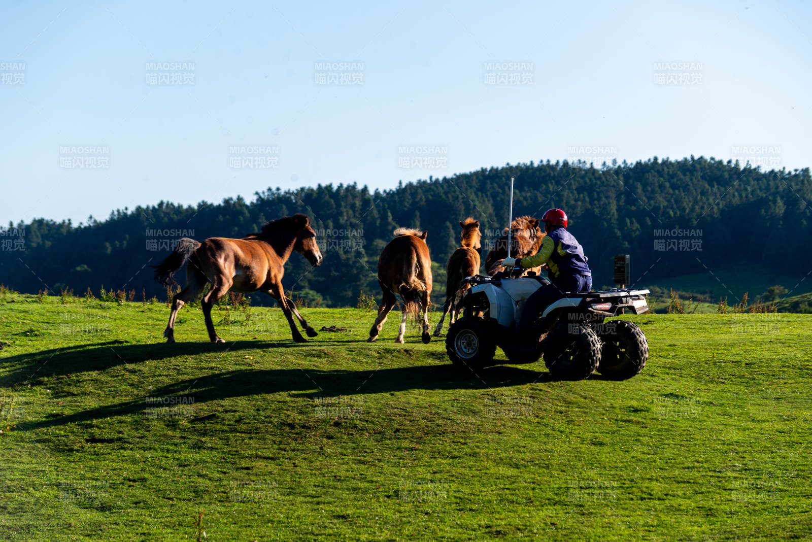牧马人驱赶马群图片