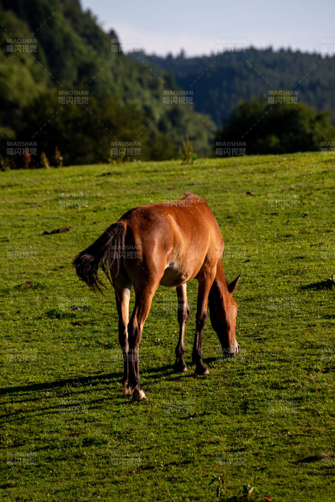 马儿在草地上吃草图片