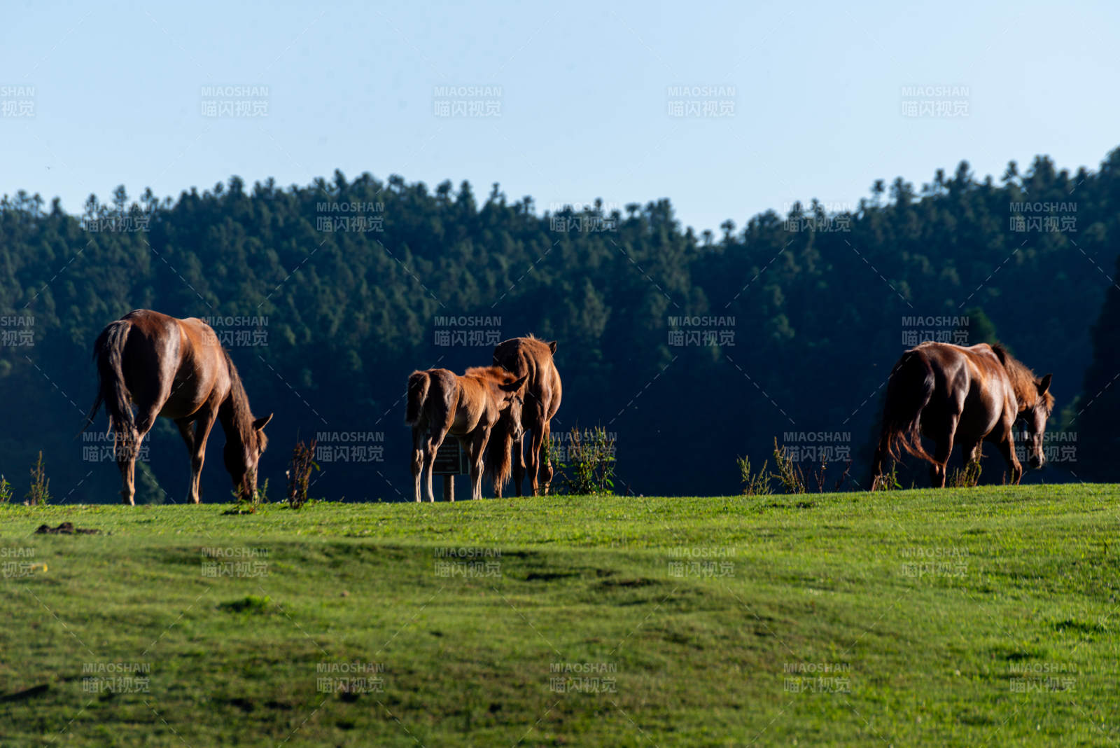 草原上的马群图片