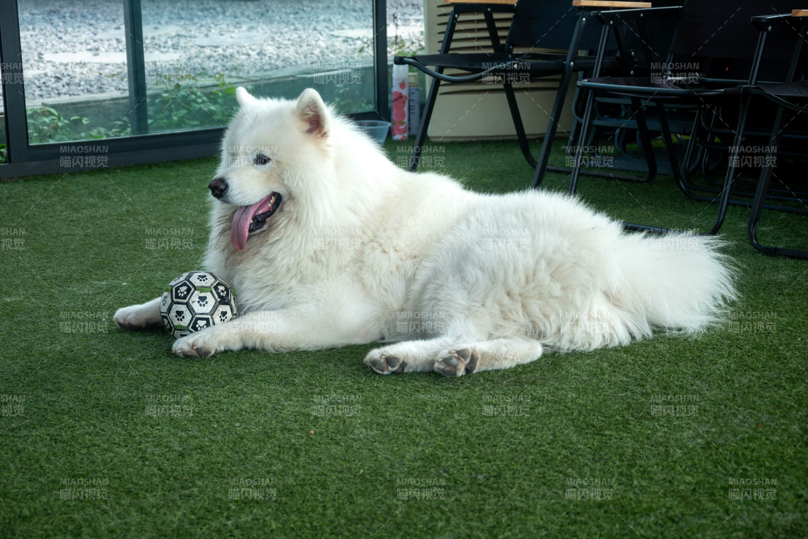 白狗躺草地玩球图片