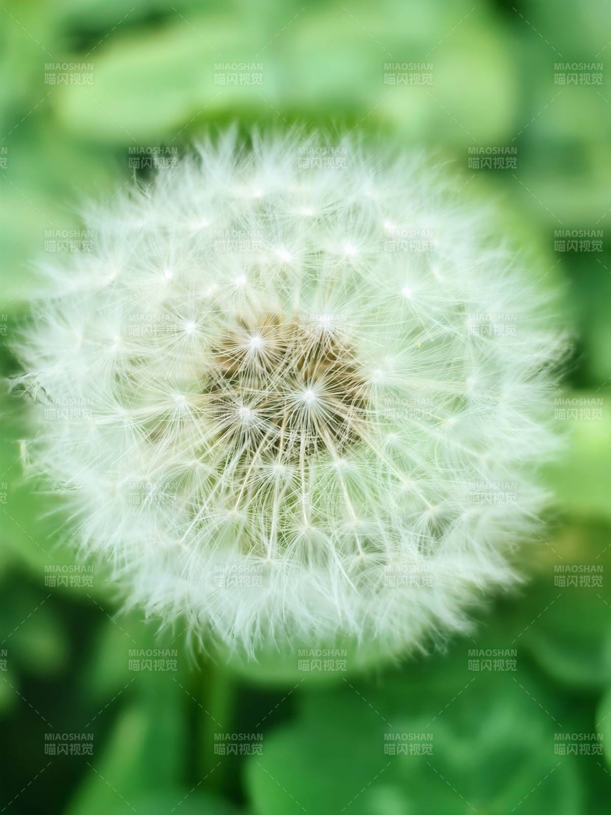 蒲公英绒球图片