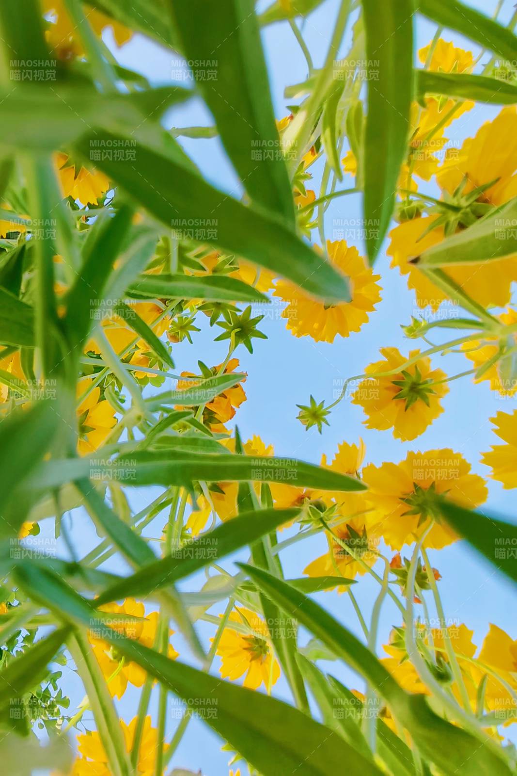 黄花绿叶映蓝天图片