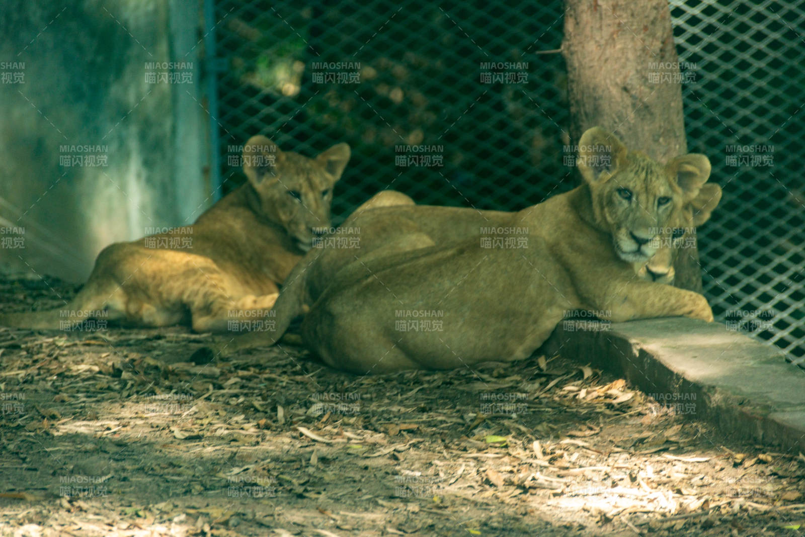 两只狮子在休息图片