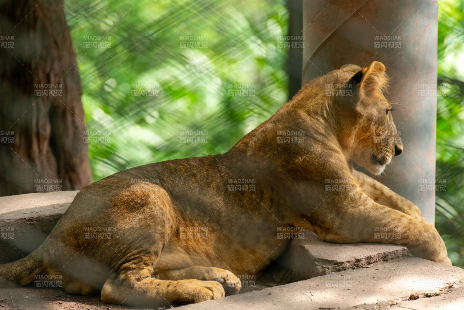 狮卧石上 静观绿意图片