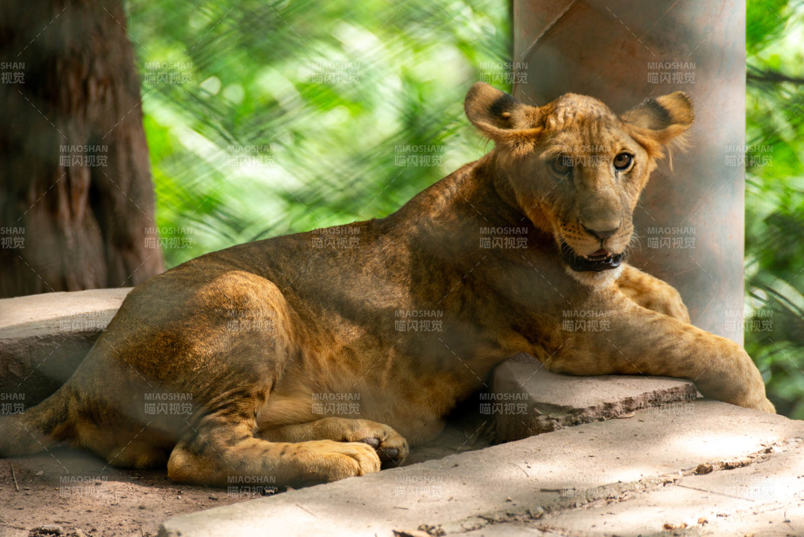 狮静卧石上图片